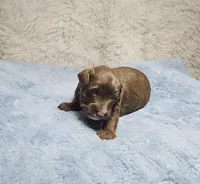 White, a female Miniature Aussiedoodle for sale in Gainesville, GA – Photo 3 of 4