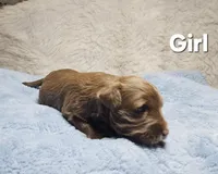 White, a female Miniature Aussiedoodle for sale in Gainesville, GA – Photo 4 of 4