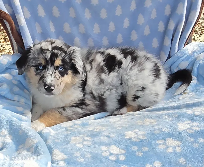 Black AD – Aussiedoodle puppy for sale in Gainesville, GA
