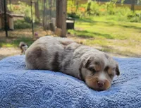 Green, a male Toy Australian Shepherd for sale in Gainesville, GA – 2 of 4