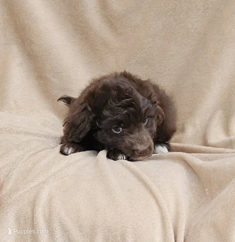 Blue – Miniature Aussiedoodle puppy for sale in Gainesville, GA
