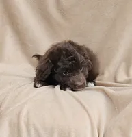 Blue, a male Miniature Aussiedoodle for sale in Gainesville, GA – 1 of 2