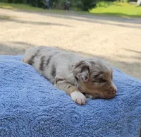 BLUE, a male Toy Australian Shepherd for sale in Gainesville, GA – 3 of 4