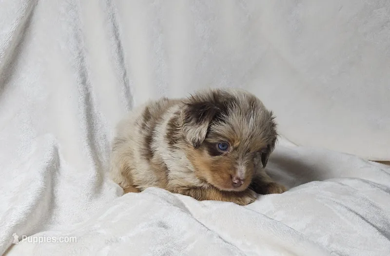 YELLOW – Toy Australian Shepherd puppy for sale in Gainesville, GA