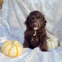Blue Sale, a male Miniature Aussiedoodle for sale in Gainesville, GA – 3 of 3