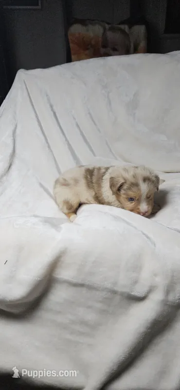 Red – Toy Australian Shepherd puppy for sale in Gainesville, GA