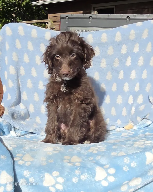 Blue Toy AD – Miniature Aussiedoodle puppy for sale in Gainesville, GA