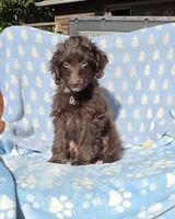 Blue Toy AD, a male Miniature Aussiedoodle for sale in Gainesville, GA – 1 of 2