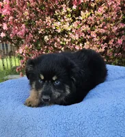 Cherokee, a male Miniature Australian Shepherd for sale in Gainesville, GA – Photo 2 of 4