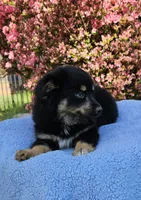 Cherokee, a male Miniature Australian Shepherd for sale in Gainesville, GA – Photo 4 of 4