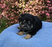 Cherokee, a male Miniature Australian Shepherd for sale in Gainesville, GA – Photo 3 of 4