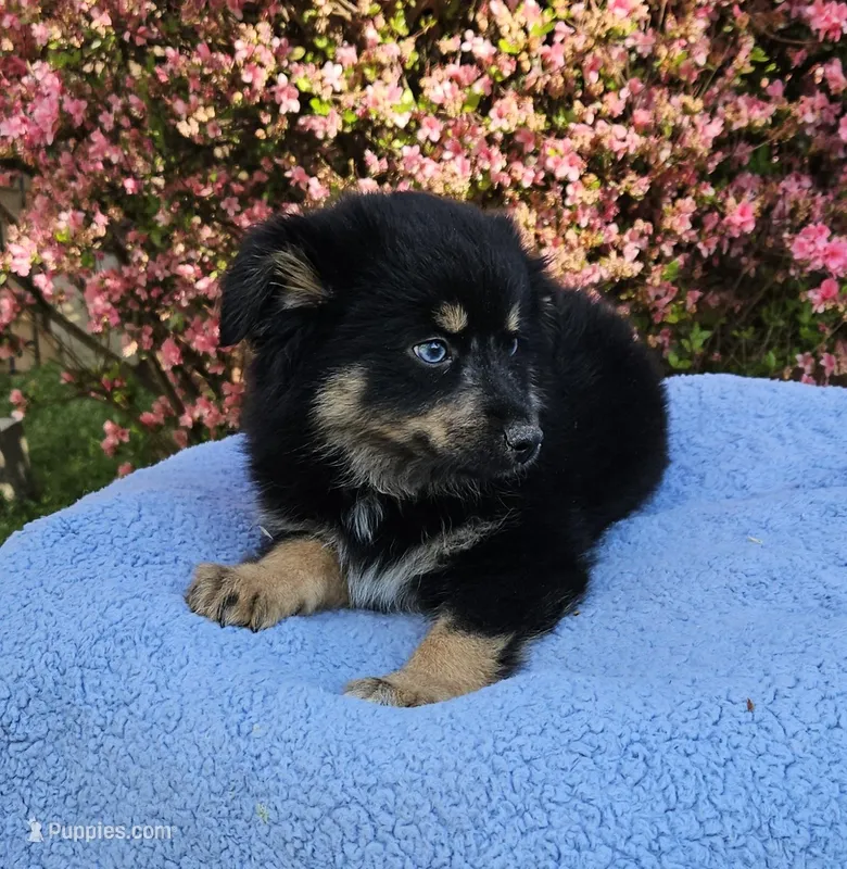 Cherokee – Miniature Australian Shepherd puppy for sale in Gainesville, GA