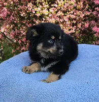 Cherokee, a male Miniature Australian Shepherd for sale in Gainesville, GA – Photo 1 of 4