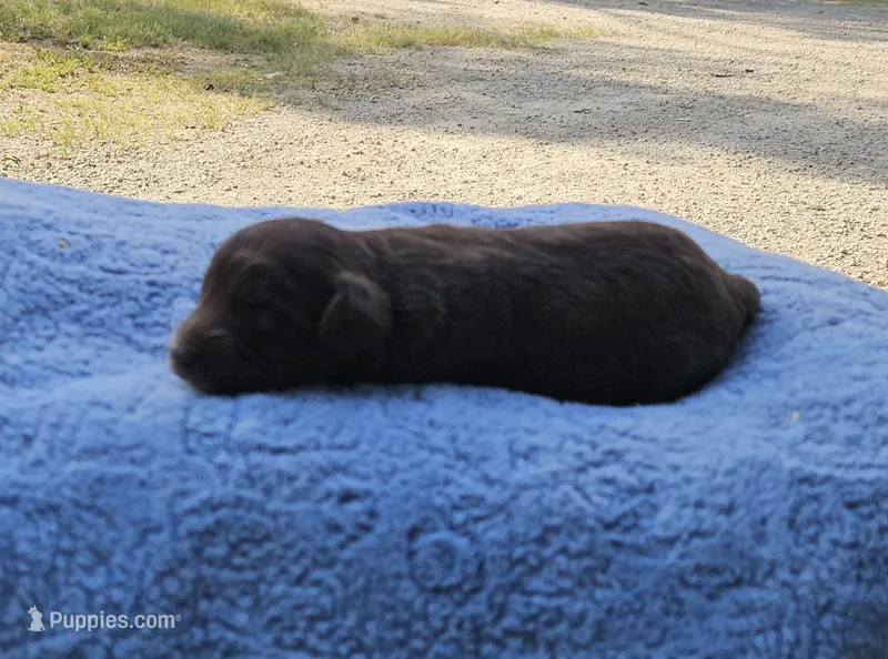 Blue – Miniature Aussiedoodle puppy for sale in Gainesville, GA