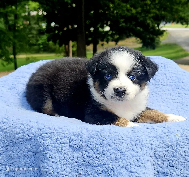 Pink – Australian Shepherd puppy for sale in Gainesville, GA