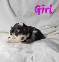 Pink, a female Miniature Aussiedoodle for sale in Gainesville, GA – 2 of 3