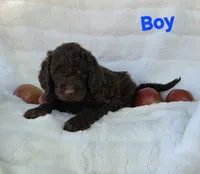 Blue Collar, a male Labradoodle for sale in Gainesville, GA – 1 of 3