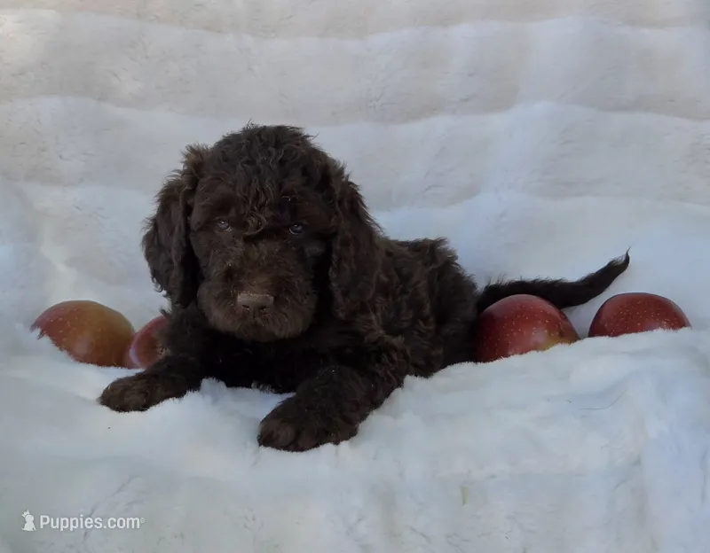 Blue collar – Labradoodle puppy for sale in Gainesville, GA