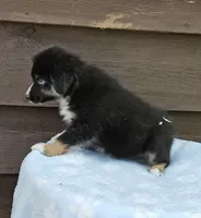 Blue, a male Australian Shepherd for sale in Gainesville, GA – 3 of 3