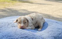 Red, a male Toy Australian Shepherd for sale in Gainesville, GA – 3 of 4