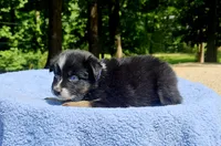 Purple, a female Australian Shepherd for sale in Gainesville, GA – 3 of 3