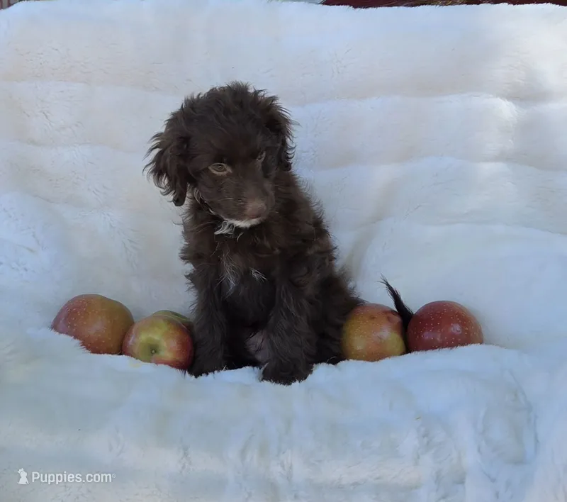 Blue – Miniature Aussiedoodle puppy for sale in Gainesville, GA