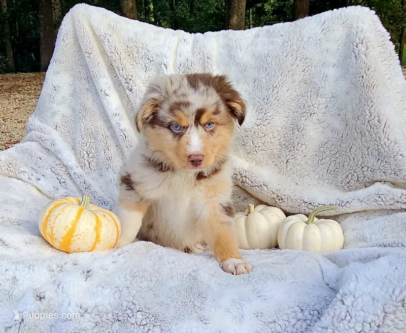 Green  – Toy Australian Shepherd puppy for sale in Gainesville, GA