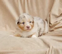 Red, a female Aussiedoodle for sale in Gainesville, GA – 2 of 3