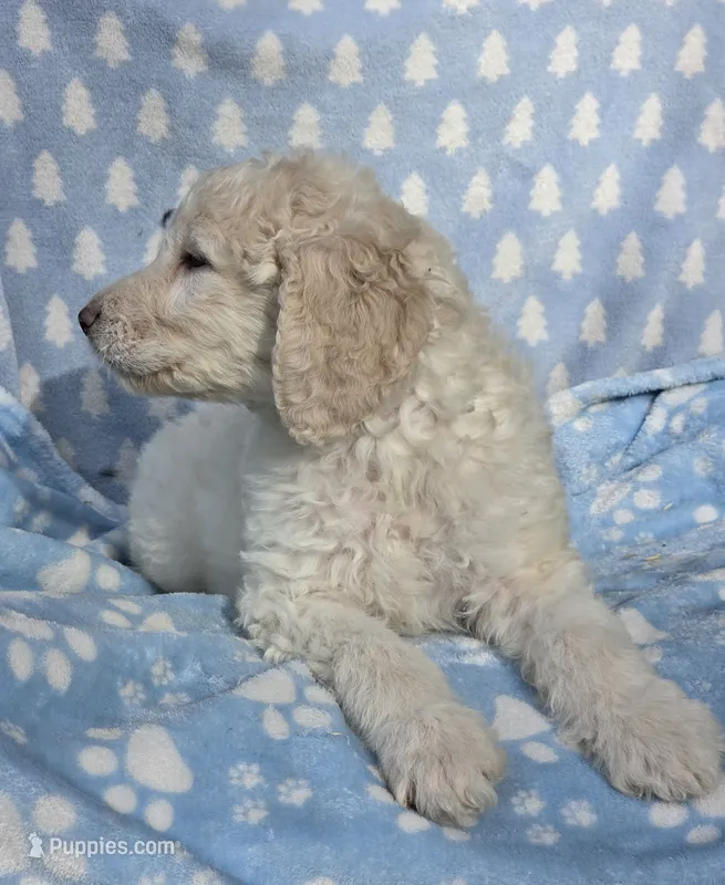 Grey collar – Labradoodle puppy for sale in Gainesville, GA