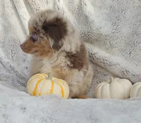 YELLOW Sale, a male Toy Australian Shepherd for sale in Gainesville, GA – 2 of 3