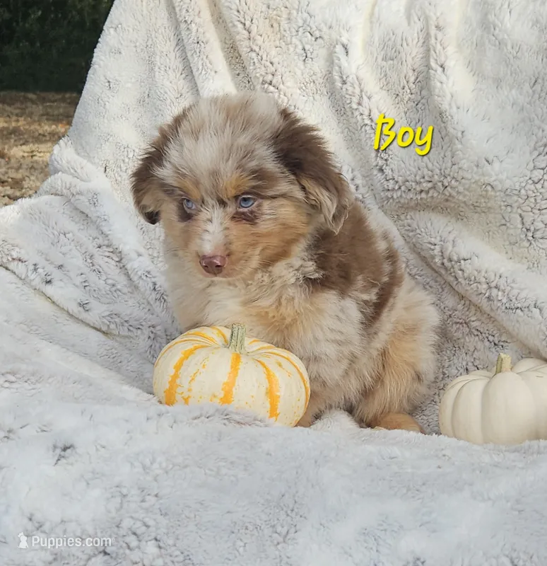 YELLOW Sale – Toy Australian Shepherd puppy for sale in Gainesville, GA