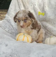 YELLOW Sale, a male Toy Australian Shepherd for sale in Gainesville, GA – 1 of 3
