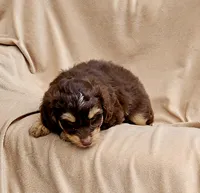 Orange , a male Miniature Aussiedoodle for sale in Gainesville, GA – 3 of 3