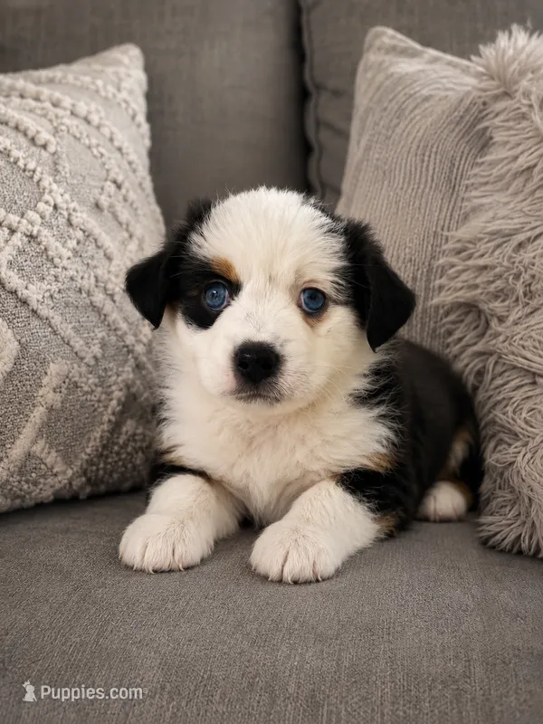 Jewels – Toy Australian Shepherd puppy for sale in Gainesville, GA
