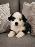 Jewels, a female Toy Australian Shepherd for sale in Gainesville, GA – 1 of 2