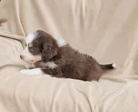 Aqua, a female Miniature Aussiedoodle for sale in Gainesville, GA – 2 of 3