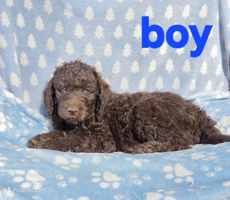 Blue collar – Labradoodle puppy for sale in Gainesville, GA