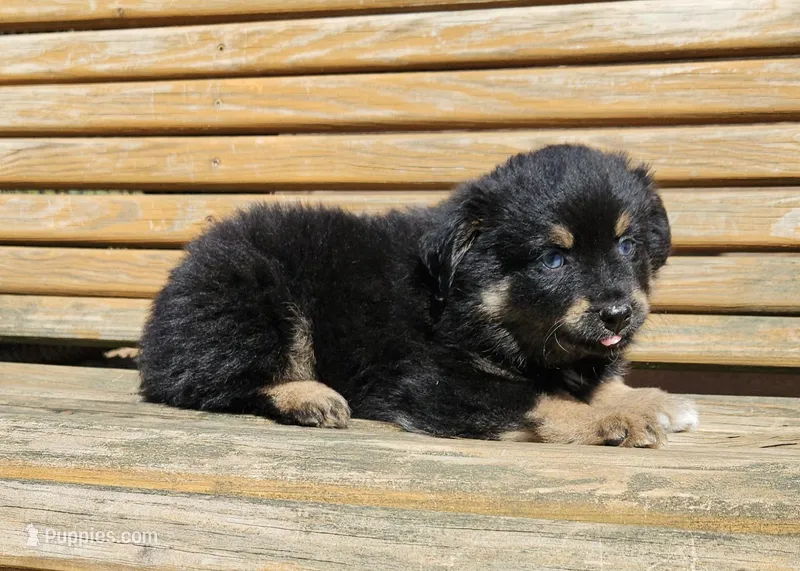 Yellow  – Australian Shepherd puppy for sale in Gainesville, GA