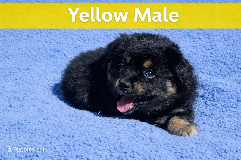 Yellow  – Australian Shepherd puppy for sale in Gainesville, GA