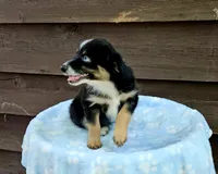 Purple, a female Australian Shepherd for sale in Gainesville, GA – 2 of 2