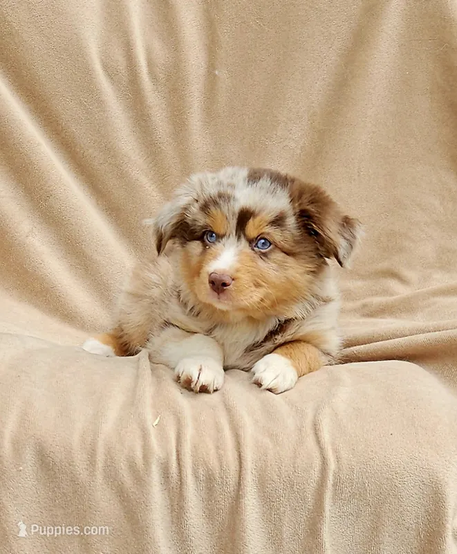 Green – Toy Australian Shepherd puppy for sale in Gainesville, GA