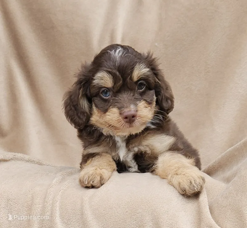 Orange  – Miniature Aussiedoodle puppy for sale in Gainesville, GA