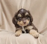 Orange , a male Miniature Aussiedoodle for sale in Gainesville, GA – 1 of 3