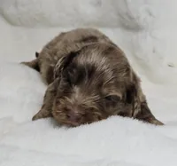 Black, a male Miniature Aussiedoodle for sale in Gainesville, GA – Photo 3 of 3