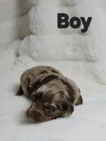 Black, a male Miniature Aussiedoodle for sale in Gainesville, GA – Photo 2 of 3