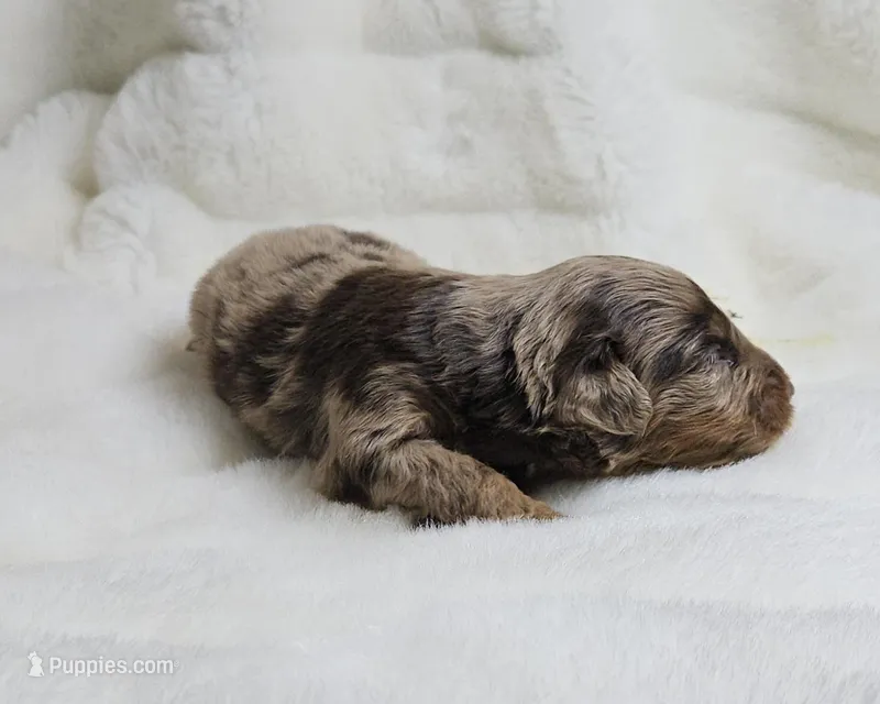 Black – Miniature Aussiedoodle puppy for sale in Gainesville, GA