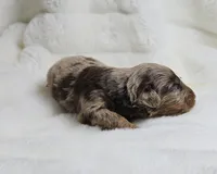 Black, a male Miniature Aussiedoodle for sale in Gainesville, GA – Photo 1 of 3