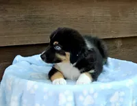 Green, a male Australian Shepherd for sale in Gainesville, GA – 2 of 4