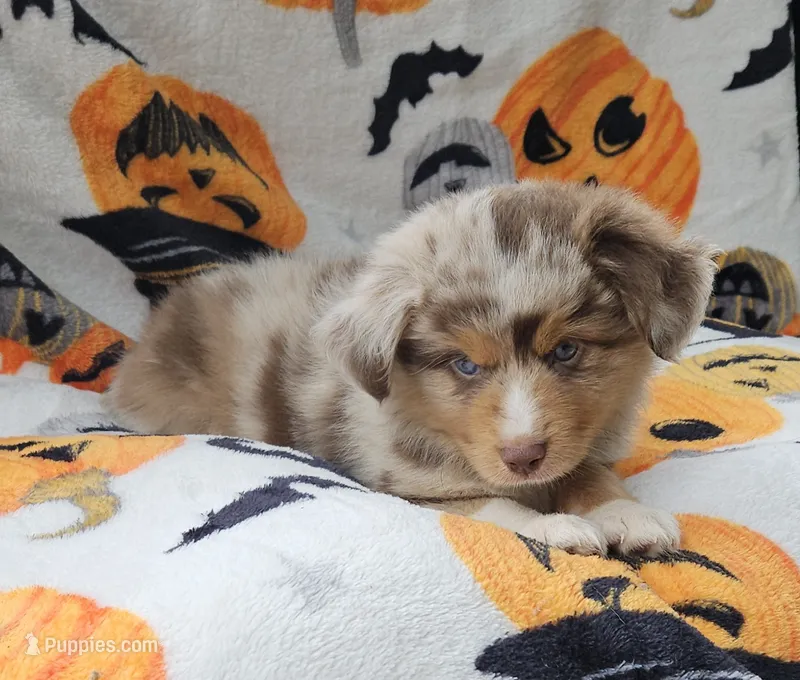 Green – Toy Australian Shepherd puppy for sale in Gainesville, GA
