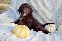 Blue Sale, a male Miniature Aussiedoodle for sale in Gainesville, GA – 1 of 3